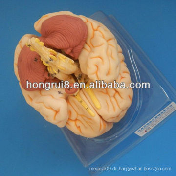 ISO Deluxe Gehirn Anatomisches Modell, das Gehirnmodell unterrichtet
